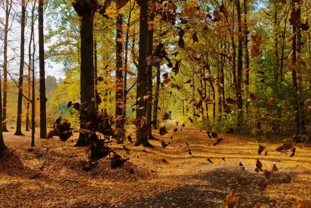 Gdzie na grzyby z noclegiem? Odkryj najlepsze miejsca na grzybobranie
