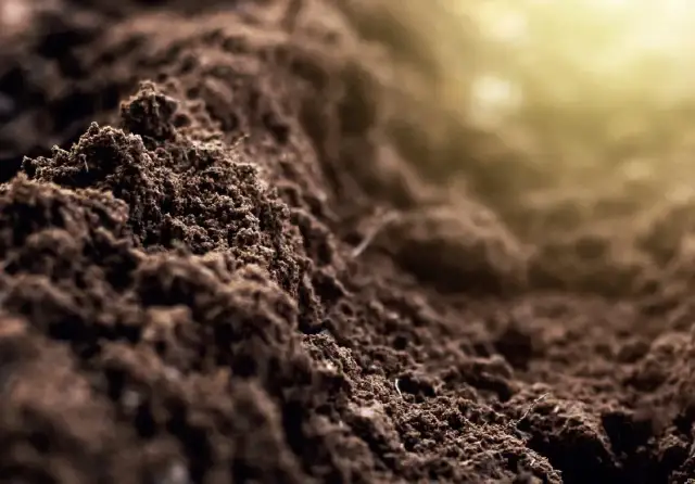 Jaki nawóz na kwaśną glebę? Sprawdź skuteczne rozwiązania dla roślin