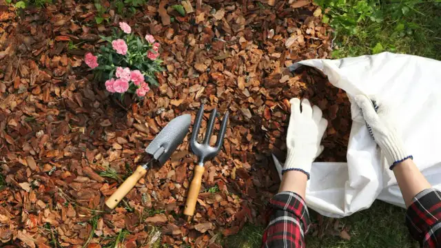 Czym ściółkować pomidory w gruncie, aby uniknąć chwastów i suszy?