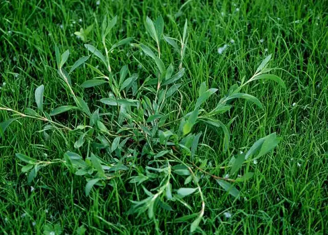 Jak rozpoznać chwast podobny do trawy i skutecznie go zwalczać