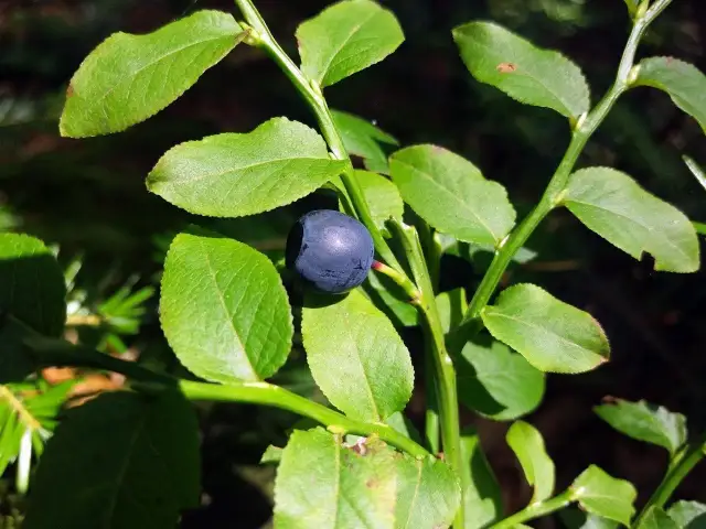 Oto jak wyglądają borówki: jedna ciemnoniebieska jagoda na zielonym krzaczku, otoczona liśćmi.