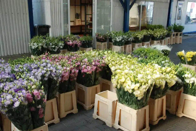 Giełda Kwiatowa Częstochowa: Godziny otwarcia i rady na zakupy