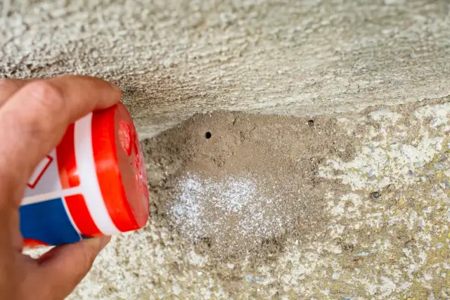 Jak pozbyć się mrówek z elewacji? Skuteczne metody i porady dla Ciebie