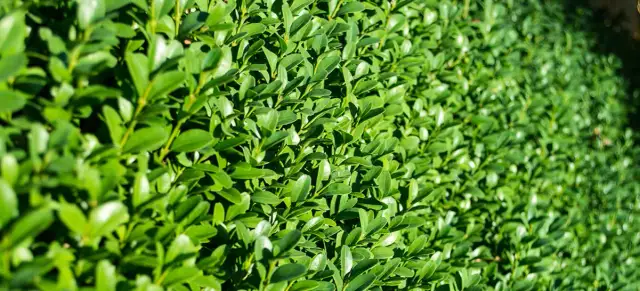 Jaki jałowiec na żywopłot - wybierz idealne odmiany dla swojego ogrodu