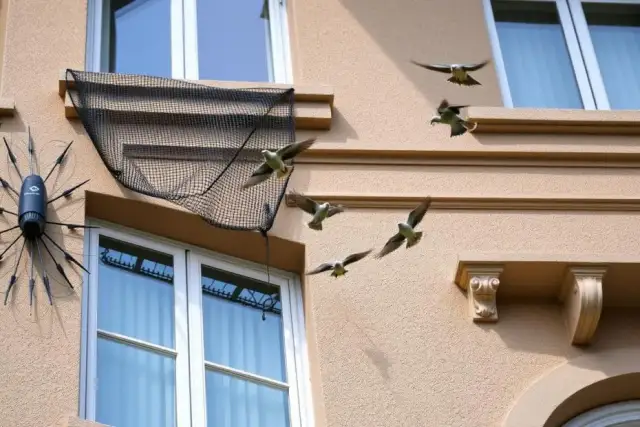 Skuteczne metody usuwania ptaków z poddasza - bezpiecznie i legalnie