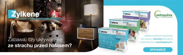 Gdzie kupić Głupi Jaś dla psa? Skuteczne leki na stres i ból