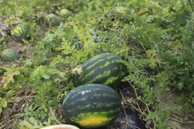 Najsłodsze arbuzy świata: Gdzie je znaleźć? Uprawa w Polsce