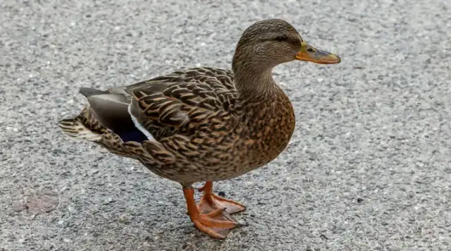 Jakie zboże dla kaczek zapewni im zdrowie i dobrą kondycję