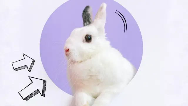 Dlaczego królik chrumka? Odkryj emocje i zachowania swojego pupila