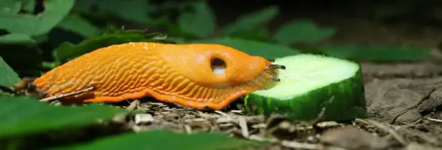 Ślimaki w ogrodzie? Skuteczne sposoby: od ekologii po chemię!