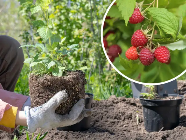 Jak głęboko sadzić maliny, aby uniknąć błędów w uprawie?
