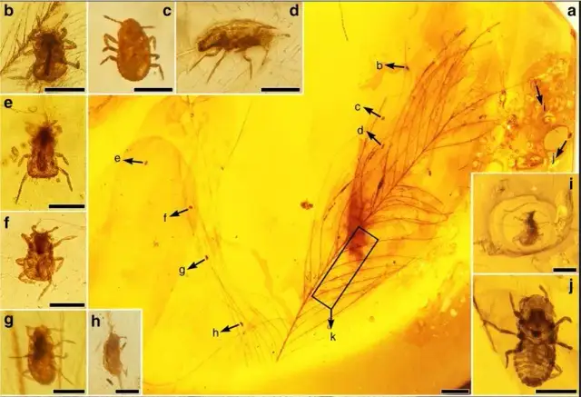 Skąd się wzięła pierwsza wsza? Fascynująca historia ewolucji wszy