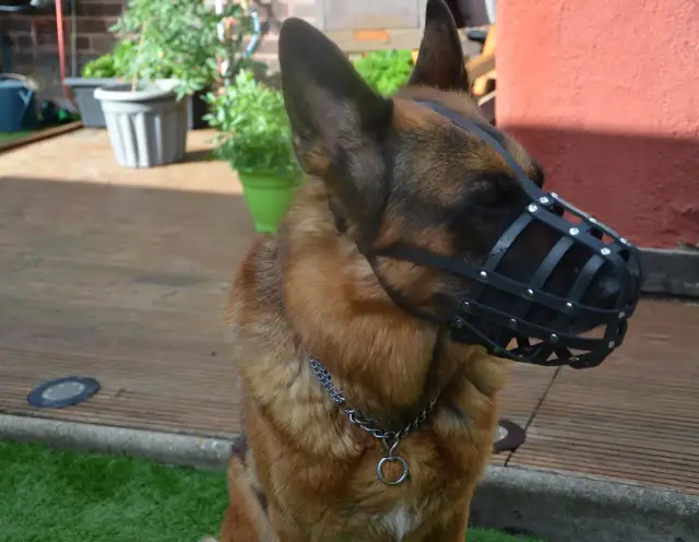 Jaki kaganiec dla owczarka niemieckiego, aby zapewnić mu komfort?