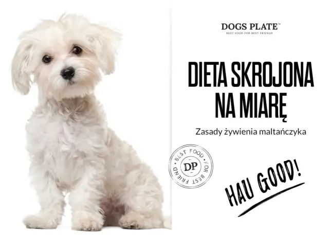 Czy maltańczyk może jeść kurczaka? Uważaj na alergie i zdrowie psa