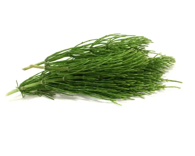 Jak zrobić mesz dla konia, aby poprawić jego zdrowie i samopoczucie