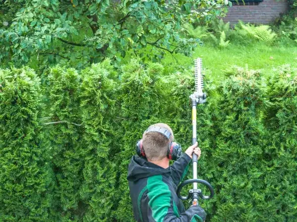 Jak wysoki może być płot z tui? Odkryj przepisy i ograniczenia