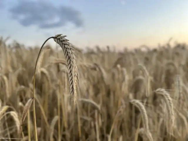 Złote kłosy pszenicy na polu, w tle niebo. Obrazek symbolizuje aktualne ceny pszenicy i jej zbiory.