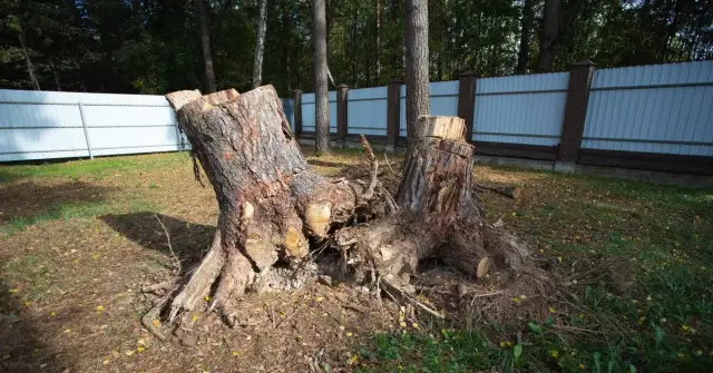 Wycinka drzew bez zezwolenia – jak skutecznie zgłosić naruszenie