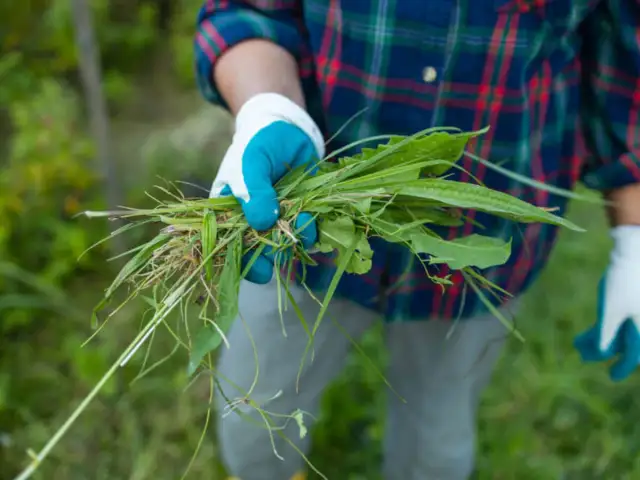 Liliowe chwasty w życie: Jak rozpoznać i skutecznie zwalczyć?
