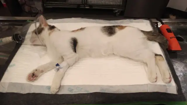 Sterylizacja kotki w czasie rui - ryzyka i bezpieczne opcje