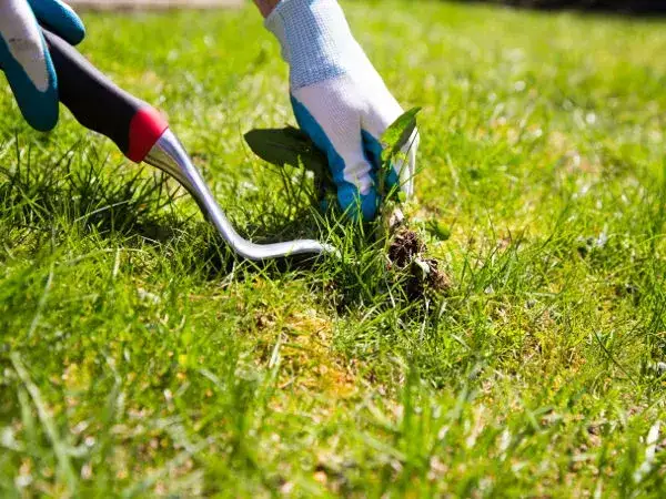 Jak zwalczyć chwasty na trawniku? Skuteczny poradnik krok po kroku