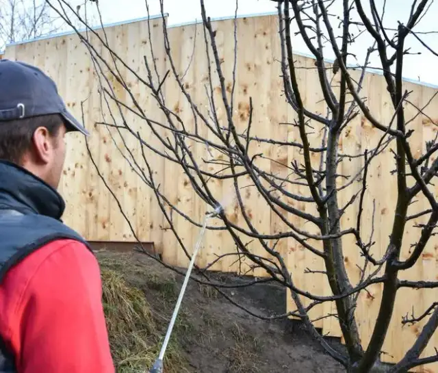 Kiedy opryskiwać drzewa owocowe miedzianem, aby uniknąć chorób?