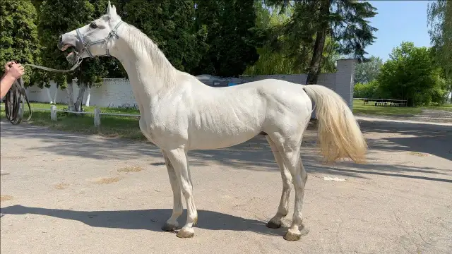 Stadnina Liski: Historia, usługi i znane konie, które zachwycają