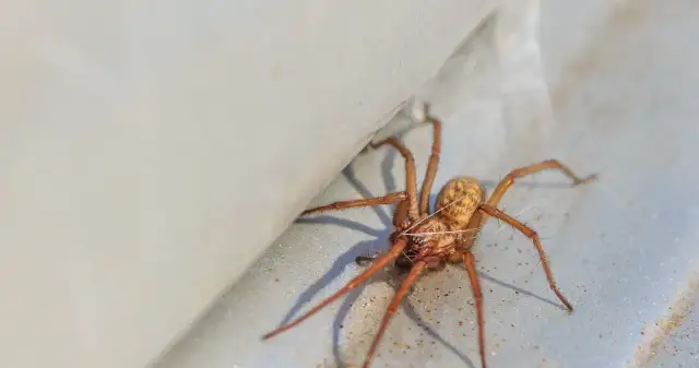 Jak pozbyć się pająków z elewacji - skuteczne metody i porady