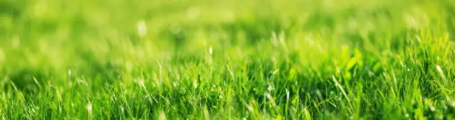 Jak siać trawnik skutecznie, aby uniknąć problemów z wzrostem