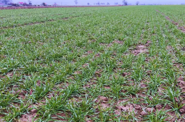 Czym pryskać zboża ozime jesienią, aby skutecznie zwalczyć chwasty?