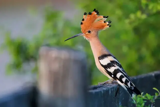 Gdzie zimuje ptak dudek? Odkryj jego tajemnicze miejsca pobytu