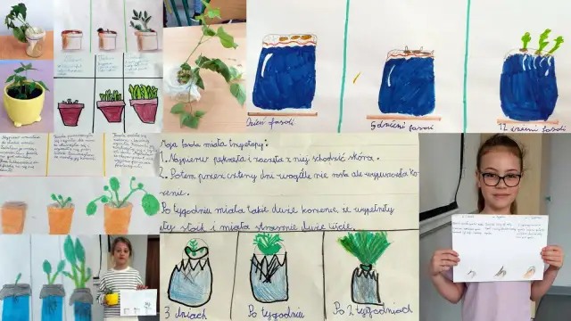 Jak zrobić eksperyment z fasolą: krok po kroku do sukcesu w nauce