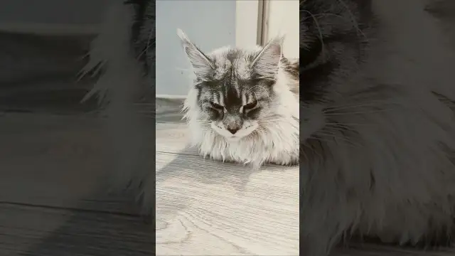 Czy twój kotek jest milusi? Odkryj jego urocze zachowania