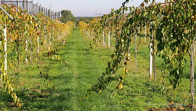 Jak uprawiać mini kiwi? Sekrety obfitych zbiorów w ogrodzie