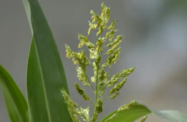 Kiedy siać proso, aby uniknąć przymrozków i zwiększyć plony