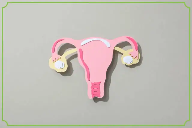 Model narządu rodnego kobiety. Po owulacji poziom progesteronu powinien być wysoki, by przygotować macicę do ciąży.