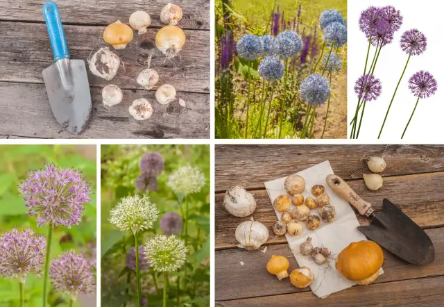 Jak przycinać czosnek ozdobny? Poradnik krok po kroku