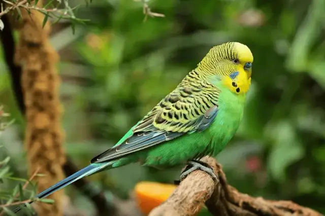 Dlaczego papuga się trzęsie? Odkryj przyczyny i rozwiązania