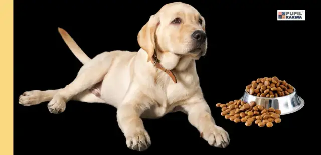 Labrador szczeniak: Ile karmy, by rósł zdrowo? Uniknij otyłości!