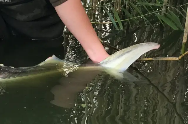 Jaki haczyk na jesiotra wybrać, aby uniknąć nieudanych połowów?