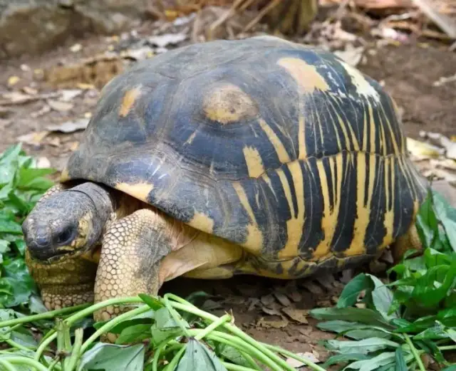 Żółw to gad? Kluczowe cechy i zaskakujące fakty!