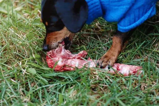 Czy pies może jeść zepsute mięso? Dowiedz się, jakie są zagrożenia