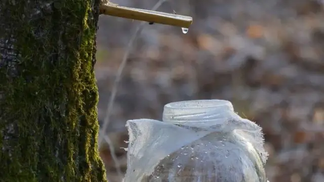 Jak pić sok z brzozy, aby cieszyć się jego zdrowotnymi korzyściami