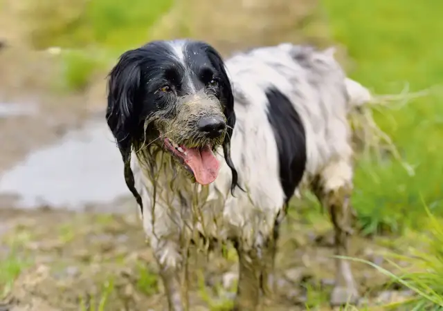 Warum wälzen sich Hunde in Kot? Die überraschenden Gründe erklärt