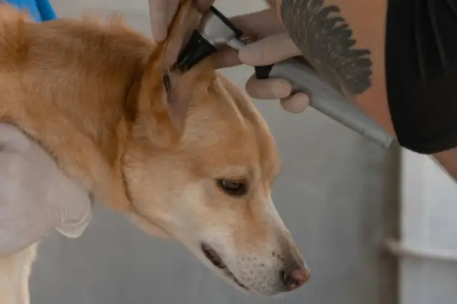 Weterynarz bada ucho psa, używając otoskopu. To ważny element dbania o higienę i zdrowie, pokazujący, czym czyścić uszy psa.