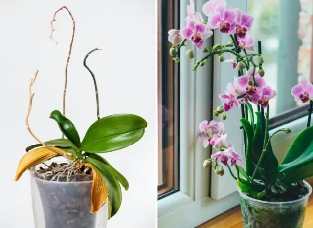 Jak często kwitnie storczyk? Sekrety pielęgnacji i ponownego kwitnienia