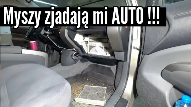 Jak usunąć zapach myszy w samochodzie i zapobiec ich powrotowi