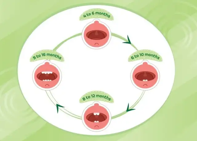 W jakiej kolejności wypadają zęby mleczne? Poznaj ważne etapy tego procesu