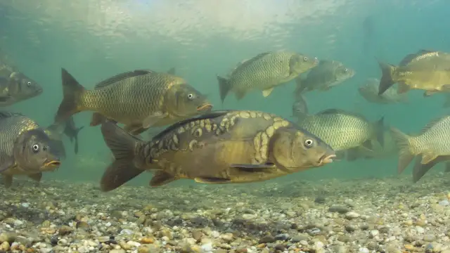 Czy ryby śpią? Poznaj sekrety snu i zapewnij im zdrowy odpoczynek