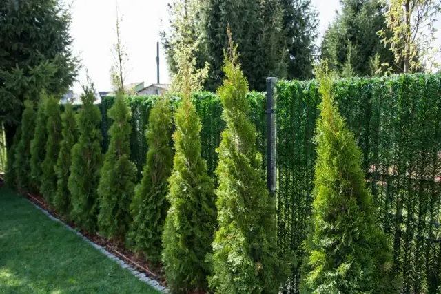 Tuje na żywopłot co ile sadzić, aby uniknąć błędów w ogrodzie